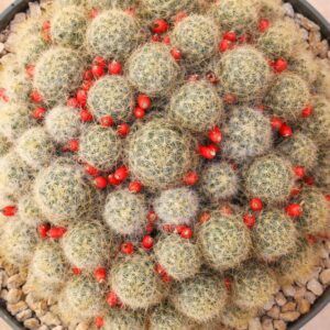 Mammillaria prolifera