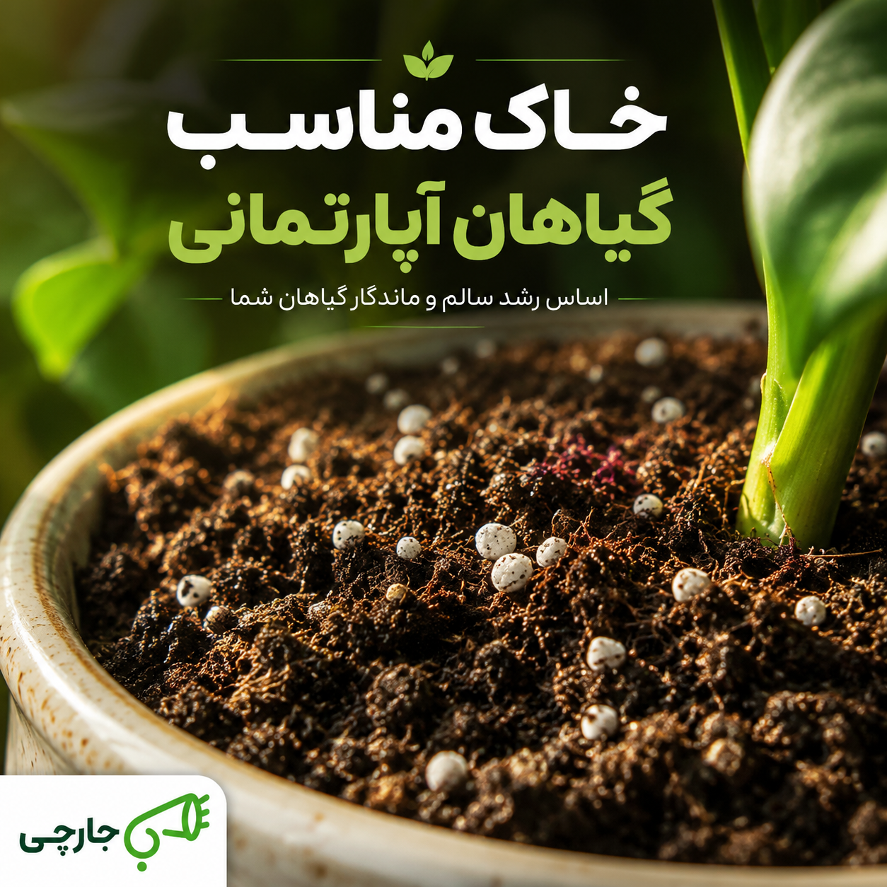 آبیاری صحیح گیاهان آپارتمانی