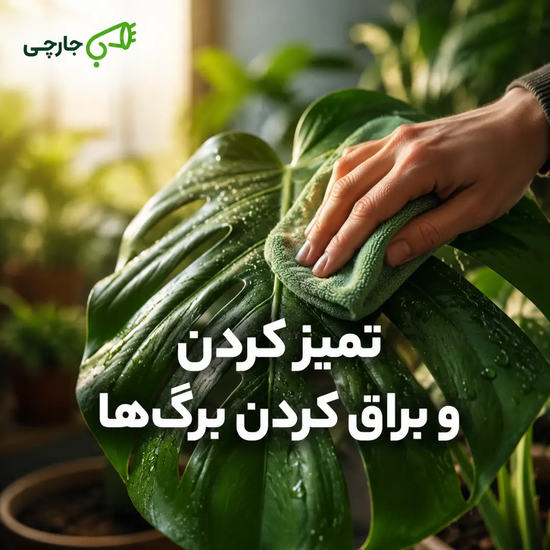 تمیز کردن برگ گیاهان آپارتمانی