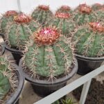 کاکتوس ملوکاکتوس (Melocactus) کلکسیونی - گلدان کشاورزی