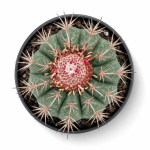 کاکتوس ملوکاکتوس (Melocactus) کلکسیونی – گلدان کشاورزی