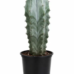 کاکتوس میرتلو ژئومتریزانس (Myrtillocactus Geometrizans) گلدانی