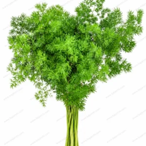 شاخه مارچوبه آمبلاتوس سبز (Asparagus Umbellatus)
