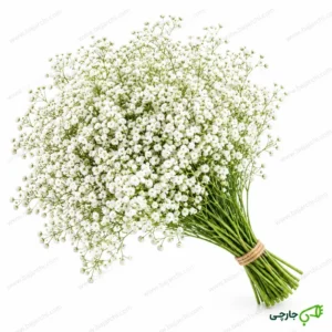 دسته گل ژیپسوفیلا سفید عمده و سفارشی